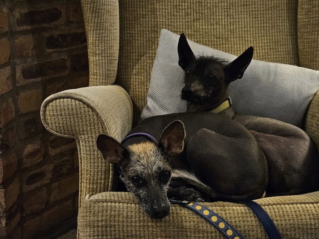 Two Xolo dogs not AI generated